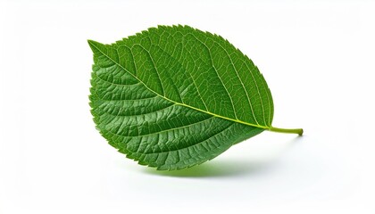 A Single Green Leaf with Small Perforations on a White Background with Subtle Shadow and Realistic Texture
