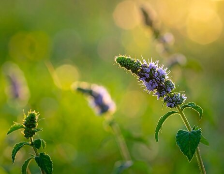 Blooming purple wildflower illuminated by a warm, golden sunset - Powered by Adobe