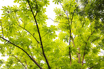 Fototapeta premium Green leaves of a Japanese Horse Chestnut tree