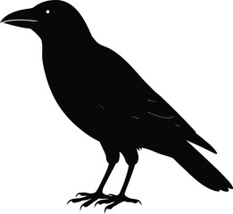 Black crow or raven silhouette illustration on a white background for vector design