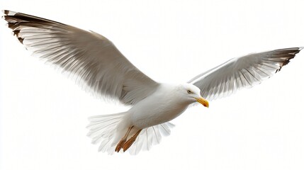 Fototapeta premium A white seagull with outstretched wings soars against a bright white sky