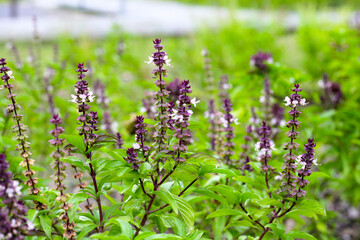 Sweet basil in vegetable garden. Fresh green leaves of herb plant