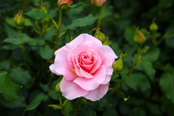 Beautiful roses blooming in a Japanese public garden.