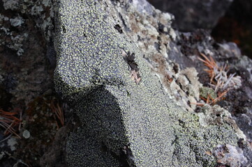 The unique nature of Lapland, moss- and lichen-covered rocks and cliffs of the polar tundra in early spring.