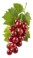 Fototapeta premium Vertical Close-up of Red Grape Bunch with Green Leaves