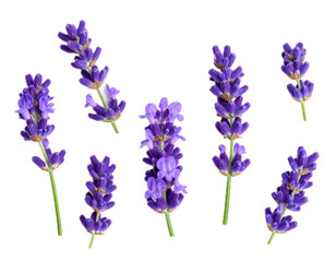 Top view lavender isolated on white 