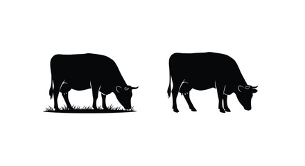 Two silhouetted cows grazing in a field of sparse grass