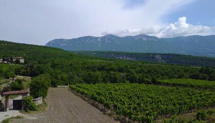 Fototapeta premium Panoramic view of a vineyard nestled amidst rolling hills and a majestic mountain range under a partly cloudy sky.