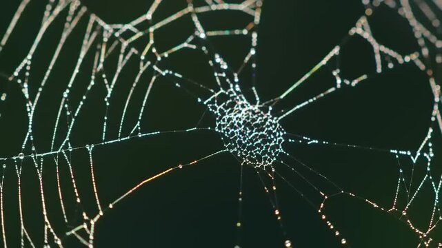 Close up of a delicate spiderweb against a dark background