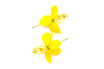 Cassia fistula flower on white background.
