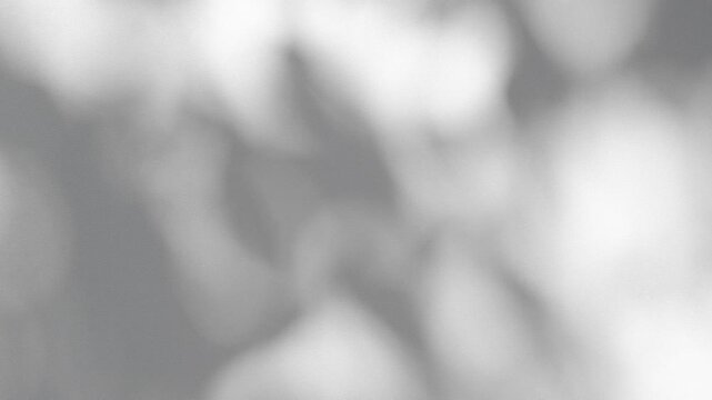 interior wall studio of moving leaves, sunlight, natural shadows overlaid on a white background.Summer concept	