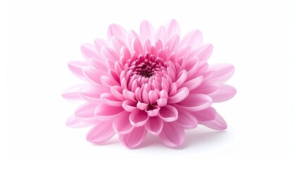 A Vibrant Pink Chrysanthemum Flower Isolated On A White Background In Studio Lighting