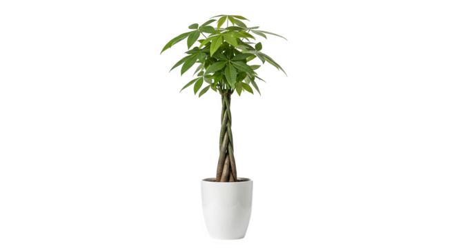 Money tree in a white pot isolated on transparent background for good luck