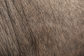 The background pattern of the elephant skin is dark black. The pattern on the elephant skin with the skin and hair of the elephant is sharp and detailed.