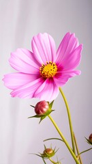Pink cosmos flower close-up
