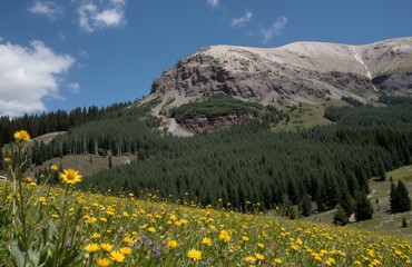 yellow flowers in the mountains