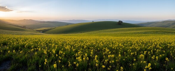 field of wheat