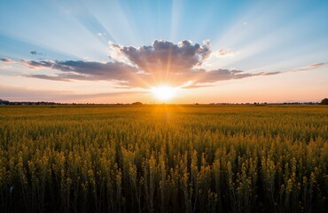 sunset over wheat field