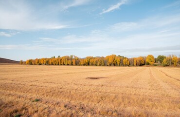 field of wheat