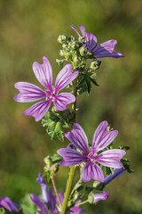 Closeup view of purple pink malva sylvestris flowers aka common mallow or cheeses blooming outdoors on natural meadow background