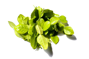 Kaffir lime leaves on white background.