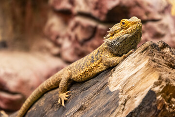 Close-up of a bearded dragon resting on a piece of wood, showcasing its intricate scales and textures