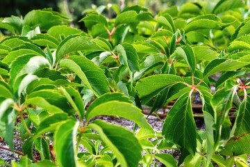 Obraz premium A vibrant close-up of a Virginia creeper vine displaying its lush green leaves