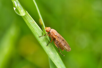 Fliege