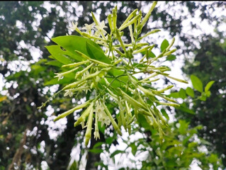 Fototapeta premium green leaves in the sun