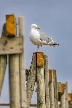 The Arctic sentry. A large seagull, likely a Herring Gull, perches atop the wooden post of a traditional hjell (stockfish drying rack) in the Lofoten Islands, Norway

