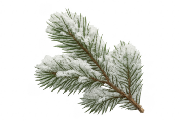 Snow covered pine branch christmas holiday season theme