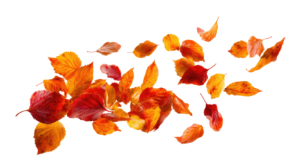 Autumn leaves swirling in the wind