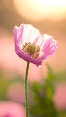 Pink poppy in golden light