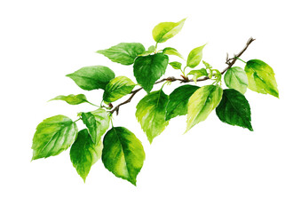 Fototapeta premium Vibrant green leaves on a branch