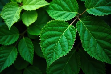 Deep green leaves with complex vein structures create a rich, textured backdrop , intricate, plant, forest