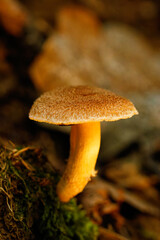 Pilz
