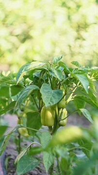 A large green pepper is visible among the pepper leaves.
