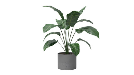 Green peace lily plant in a gray pot isolated on transparent background