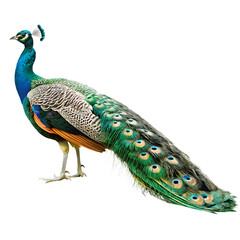 Obraz premium a vibrant peacock displaying its stunning feathers isolated on white background png, ai generated