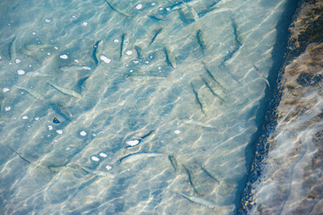 ホシギス, Sillago aeolus, Blotchy sillago, キス科,
港の水面を泳ぐ。
座間味島座間味港
沖縄県島尻郡慶良間諸島-2025
沖縄本島から40km西方にある諸島。
大小30以上の島々からなる島嶼群は全体が国立公園に指定されている。
珊瑚礁の海、白い砂浜、緑の山地は世界屈指の美しさ。
多くの貴重な動植物が生息している。
