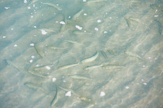 ホシギス, Sillago aeolus, Blotchy sillago, キス科,
港の水面を泳ぐ。
座間味島座間味港
沖縄県島尻郡慶良間諸島-2025
沖縄本島から40km西方にある諸島。
大小30以上の島々からなる島嶼群は全体が国立公園に指定されている。
珊瑚礁の海、白い砂浜、緑の山地は世界屈指の美しさ。
多くの貴重な動植物が生息している。
