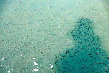 ミジュン（ニシン科）の幼魚の群れ。
A school of juvenile mijun, Herklotsichthys...