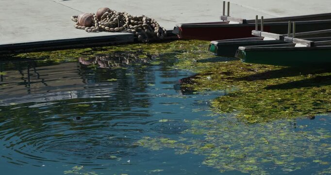 Rowing boats rest at the dock surrounded by floating aquatic plants and clear rippling water at Jarun Lake in Zagreb, Croatia.