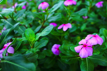 Blooming pink periwinkle flowers with lush green leaves in a garden