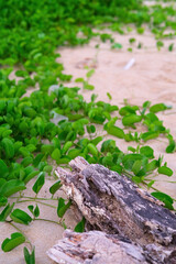 Green vines on the beach sand in Malaysia.