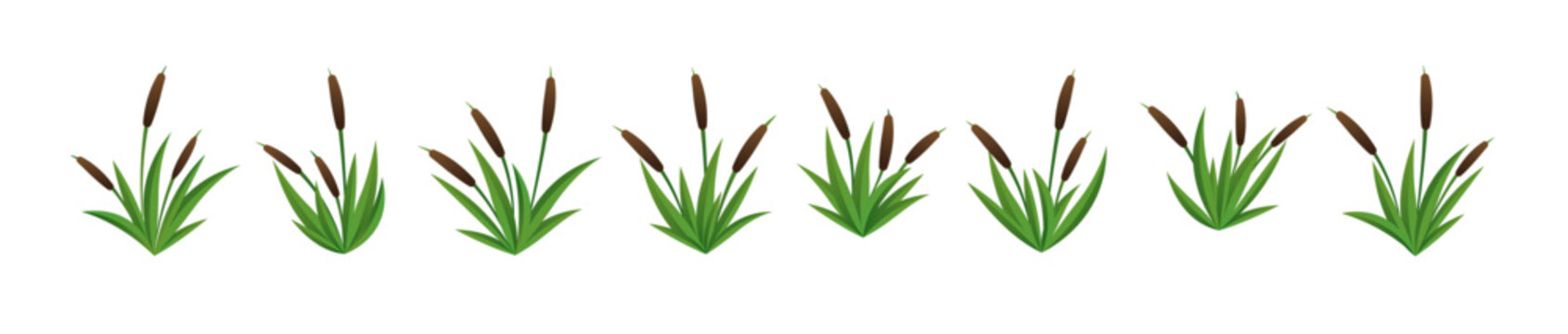 set of cattails vector 