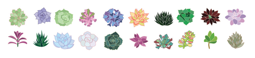 Succulent echeveria and cactus vector set. Hand drawn desert flower illustration in flat and doodle style. Collection house plants for print and design. Isolated elements on a white background © Yuka