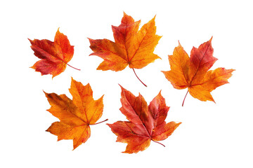 Fototapeta premium Autumn leaves, vibrant colors