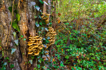 Honey mushrooms in their natural environment in green forest grow on old tree thunk in a large colony. They are edible mushrooms