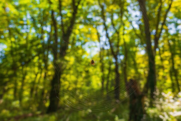 A large forest spider on a web